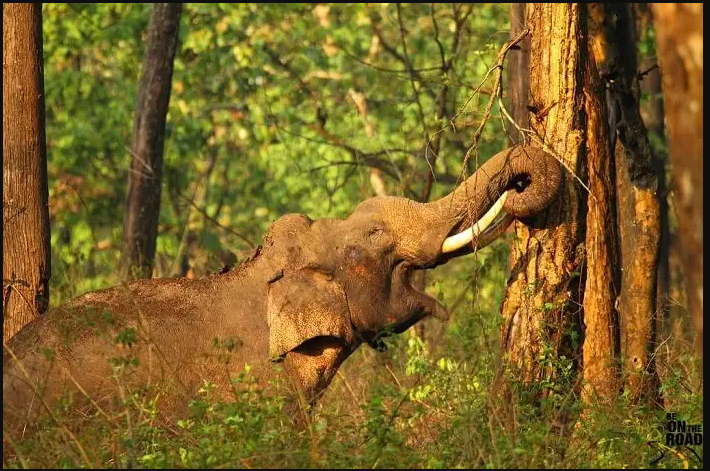 Nagarhole National Park